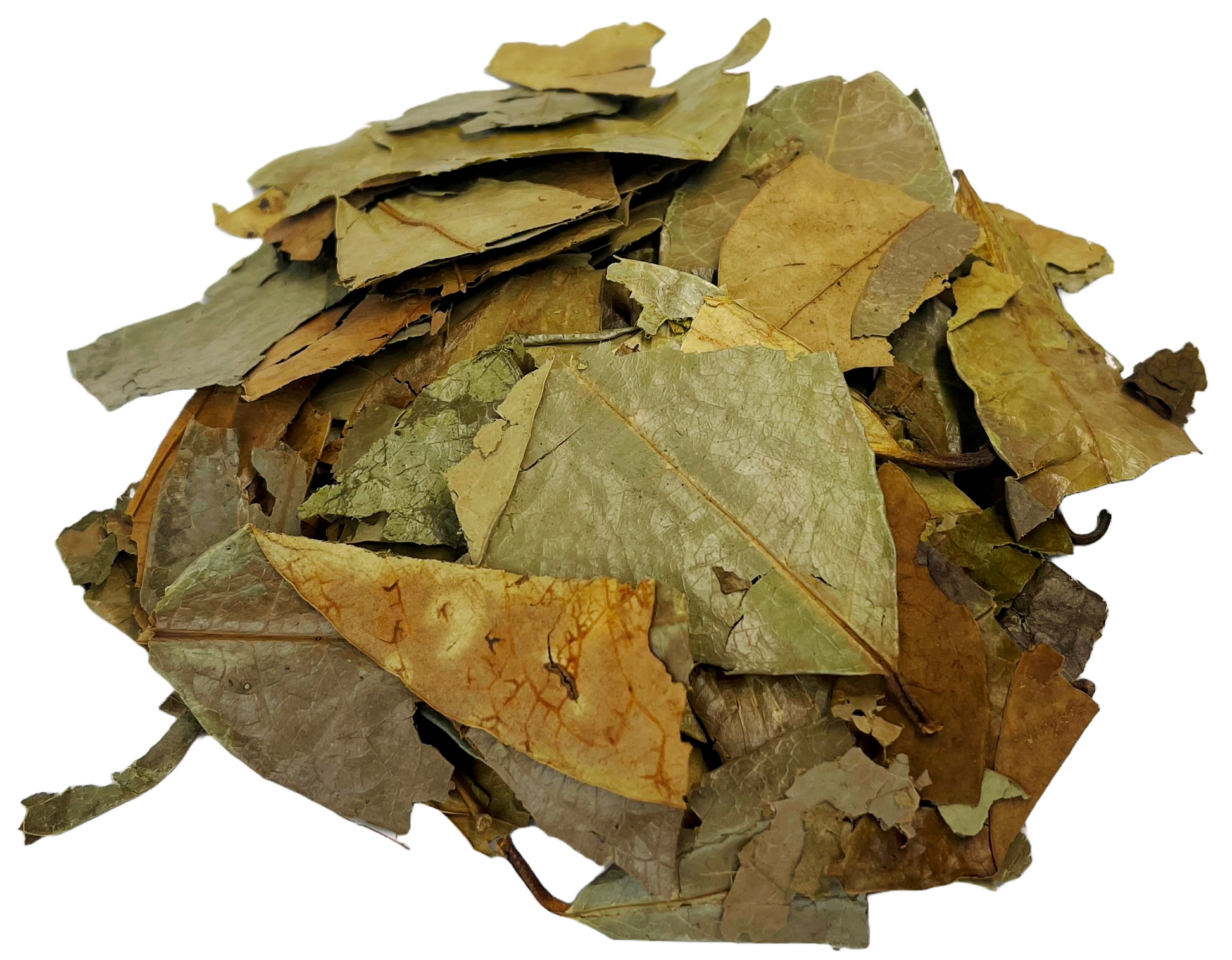 Soursop Tea Leaves Herbal Infusion Hojas De Guanabana Value Pack (35g-105g) Premium Silver Line - Flora Herbal Infusions